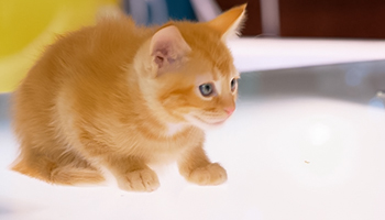 موجودات زنده و غیرزنده رافاعلوم ـ 