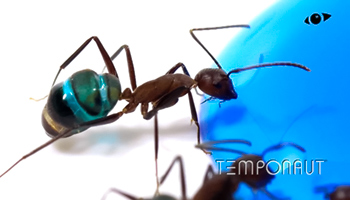 مورچه ها و آب نبات خوشمزه رافاعلوم ـ 