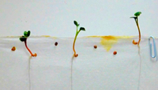 ایده ای جالب برای کشف آنچه درون خاک برای یک دانه لوبیا اتفاق می افتد رافاعلوم ـ 