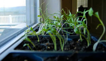 گیاهی که نور خورشید را خیلی دوست دارد! رافاعلوم ـ 