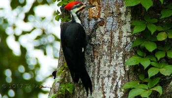 لانه سازی دارکوب ها رافاعلوم ـ 