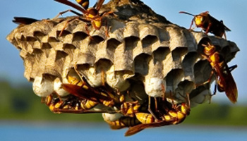 تایم لپسی از لانه سازی زنبور عسل رافاعلوم ـ 