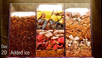 کرم ها مشغول تجزیه زباله رافاعلوم ـ 